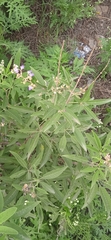 Vitex negundo