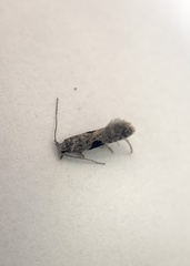 Aristotelia isopelta