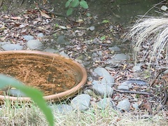 Certhia americana