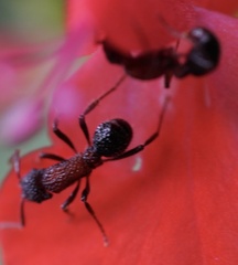 Stictoponera bicolor