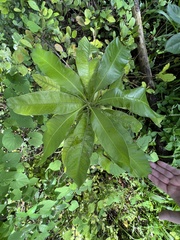 Mangifera indica