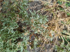 Gnaphalium uliginosum