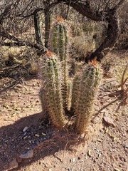 Trichocereus tacaquirensis