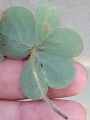 Oxalis debilis