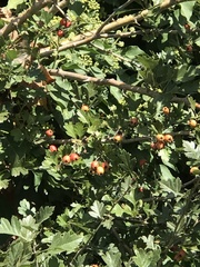 Crataegus laevigata
