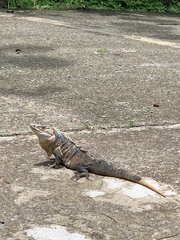Ctenosaura similis