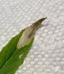 Aristotelia isopelta