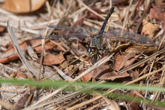 Erythrodiplax berenice