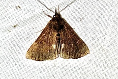 Hypena bijugalis