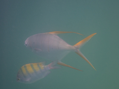 Trachinotus rhodopus