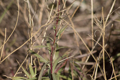 Solidago chilensis