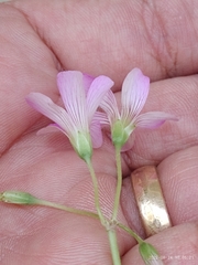 Oxalis debilis