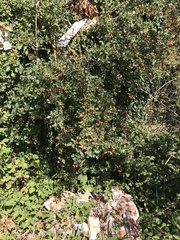 Crataegus laevigata