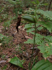 Cypripedium acaule
