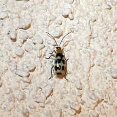 Paranapiacaba tricincta