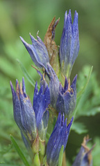 Gentiana