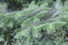 Abies balsamea