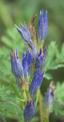 Gentiana