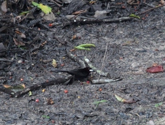 Ramphocelus carbo