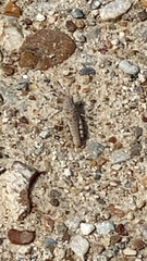 Trimerotropini