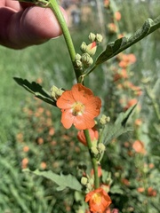 Sphaeralcea fendleri