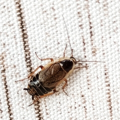 Ectobius sylvestris