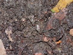 Limnophora obsignata