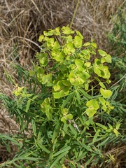 Esula