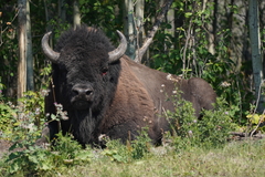 Bison bison