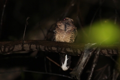 Hydropsalis climacocerca