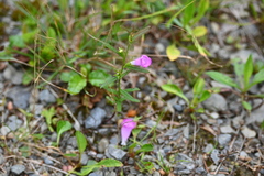 Agalinis neoscotica