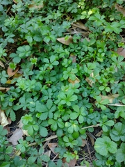 Potentilla reptans