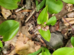 Maianthemum canadense
