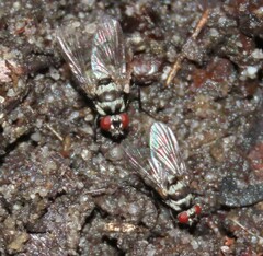 Limnophora obsignata