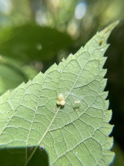 Celticecis pyriformis