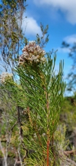 Serruria ascendens