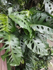 Monstera
