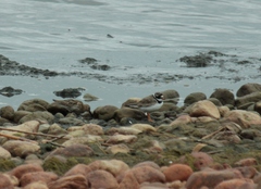 Charadrius hiaticula