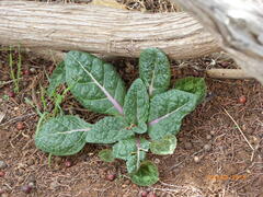Mandragora autumnalis