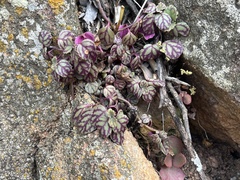 Plectranthus verticillatus
