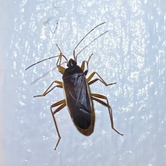 Balboa ampliata