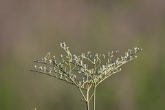 Eriogonum annuum