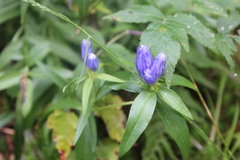 Gentiana
