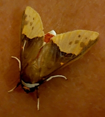 Phaegopterina