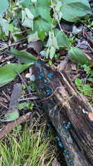 Chlorociboria aeruginascens