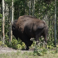 Bison bison