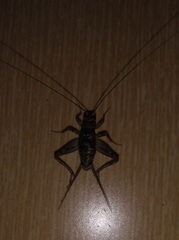 Gryllodes sigillatus