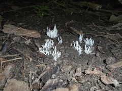 Ramariopsis kunzei