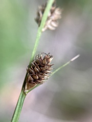 Carex canescens