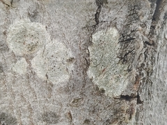 Lecanora hybocarpa